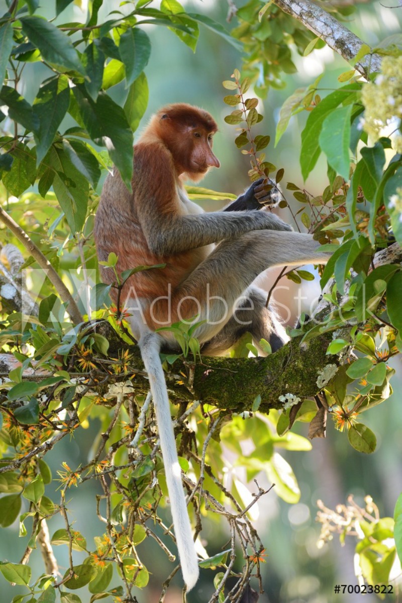 Picture of Proboscis monkey on a branch